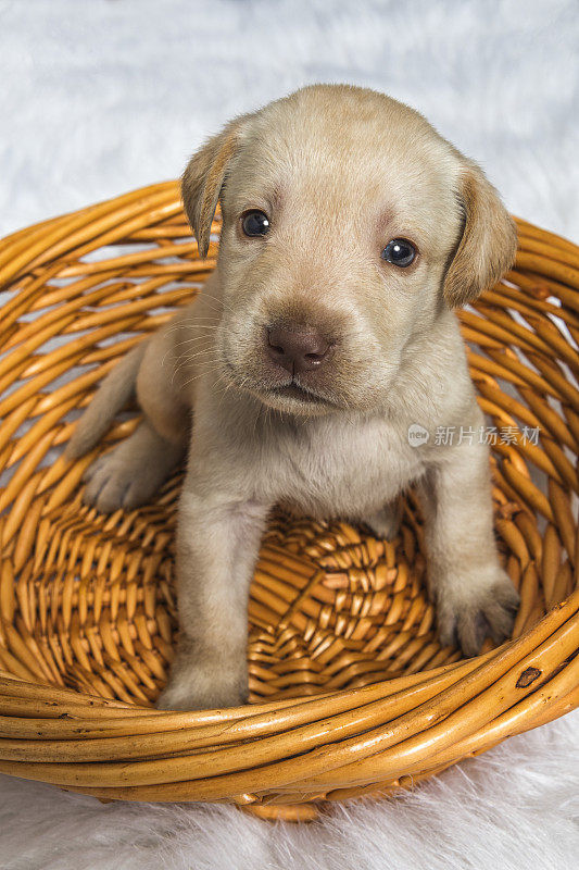 黄色的拉布拉多小狗从柳条篮子里抬头看- 4周大